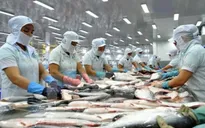 Doanh nghiệp xuất khẩu tìm cách giúp cá tra "rộng đường bơi"