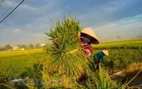Vụ Đông Xuân giảm năng suất và sản lượng
