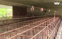 Nhiều hộ chăn nuôi "treo'' chuồng vì dịch tả lợn châu Phi