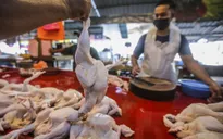 Malaysia nỗ lực kìm hãm đà tăng giá thịt gà