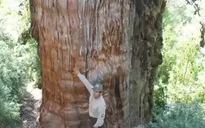 Phát hiện cây cổ thụ lâu đời nhất thế giới tại Chile