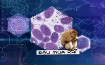 Bệnh đậu mùa khỉ: Không nên lặp lại những sai lầm ban đầu trong đại dịch COVID-19