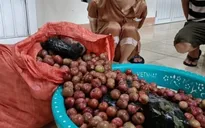 Khởi tố đối tượng giấu hơn 4kg ma túy ngụy trang trong bao tải mận
