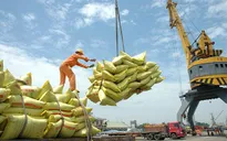 Thị trường xuất khẩu gạo khởi sắc