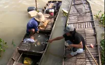 ĐBSCL: Hệ lụy từ hiện tượng nước sông dâng cao bất thường