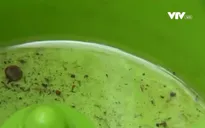 Nguy cơ bùng phát dịch sốt xuất huyết tại TP Hồ Chí Minh