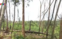 Báo động tình trạng lấn chiếm đất rừng để sản xuất