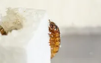 Sâu gạo ăn nhựa - "chìa khóa" tiềm năng giúp giải quyết rác thải nhựa