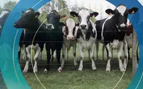 New Zealand đánh thuế ợ hơi từ bò và cừu nhằm cắt giảm khí methane gây hiệu ứng nhà kính