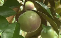 Ăn nhiều quả vú sữa có tăng cân?