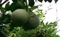 Bến Tre liên kết vùng trồng, sẵn sàng cho xuất khẩu bưởi da xanh sang Mỹ