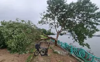 Xôn xao hình ảnh "cây cô đơn" nổi tiếng ở Hồ Tây nghi bị chặt hạ