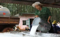 Có chứng chỉ bền vững, giá cao su xuất khẩu có thể tăng 10 - 15 lần