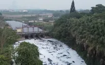 Ô nhiễm môi trường nghiêm trọng tại kênh Bắc Hưng Hải