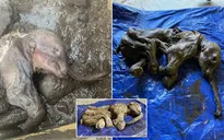 Tìm thấy xác voi ma mút hàng chục nghìn năm nguyên vẹn trong băng