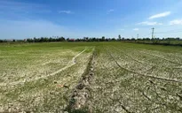 Phú Yên yêu cầu 3 nhà máy thủy điện đảm bảo nguồn nước