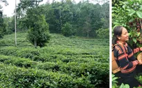 Khởi động dự án 5 triệu Euro về cảnh quan bền vững tại 2 tỉnh Lâm Đồng và Đắk Nông