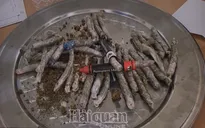 Phát hiện nhiều lô hàng chuyển phát nhanh nghi là cần sa, cỏ Mỹ