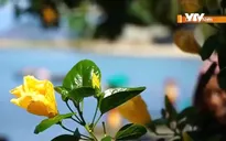 Nỗ lực vì môi trường xanh bền vững ở Cù Lao Chàm