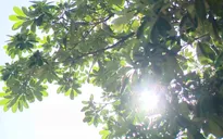 Nhiều thành phố khu vực Trung Bộ và Nam Bộ có chỉ số tia cực tím rất cao
