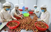 Vải thiều được ưa chuộng tại Nhật Bản