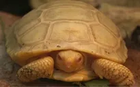 Chiêm ngưỡng rùa bạch tạng độc nhất vô nhị
