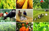 Ngành nông nghiệp cần nỗ lực khắc phục tình trạng manh mún, nhỏ lẻ