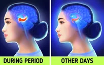 Kỳ kinh nguyệt có thể làm thay đổi cấu trúc não bộ