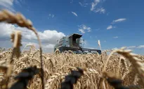 Ukraine hủy giấy phép xuất khẩu lúa mỳ
