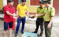 Tiếp nhận 3 cá thể rùa núi viền quý hiếm, nguy cấp cần được bảo vệ