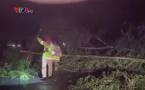 Mất an toàn giao thông do cây gãy đổ