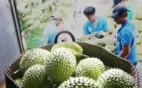 Sầu riêng được xuất khẩu chính ngạch sang Trung Quốc