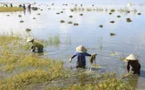 Nông dân Đồng bằng sông Cửu Long cứu lúa bị ngập