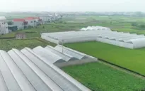 Đổi mới, phát triển và nâng cao hiệu quả kinh tế tập thể