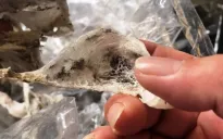 Nhập nhằng yến thật, yến giả