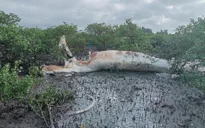 Phát hiện xác cá voi "khủng" dạt vào bờ tại Quảng Ninh