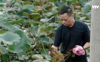 Việt Nam đa sắc: Hồi sinh Sen trong gốm