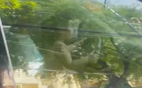 Công an vào cuộc điều tra thông tin "bé gái 4 tuổi ôm vô lăng điều khiển xe trên đường"
