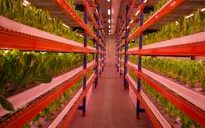 Trang trại thẳng đứng lớn nhất thế giới mở cửa ở Dubai