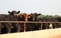 Hàng nghìn gia súc chết do nắng nóng bị vứt ở bãi rác Kansas