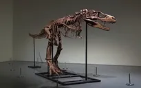 Đấu giá bộ xương khủng long Gorgosaurus quý hiếm