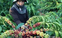 7 tháng, xuất siêu hàng nông, lâm, thủy sản tăng gần 2 lần