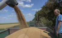 Bắt đầu xuất khẩu ngũ cốc từ Ukraine