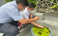 TP. Hồ Chí Minh thêm 2 ca tử vong sốt xuất huyết