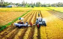 Báo cáo Kinh tế ĐBSCL 2022: Điểm sáng lớn nhất là nông nghiệp