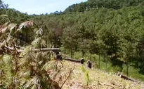 Vụ phá rừng thông ở Đà Lạt: Bắt tạm giam 3 bị can