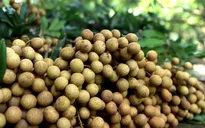 Nhãn Hòa Bình xuất sang châu Âu