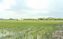 Vùng đầu nguồn Đồng bằng sông Cửu Long sẵn sàng xả lũ đón phù sa