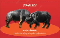 Hấp dẫn Lễ hội chọi trâu truyền thống Đồ Sơn 2022
