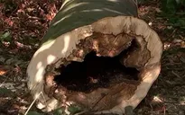 Thiếu nguồn cung khí đốt, người dân Đức trữ củi sưởi ấm chung